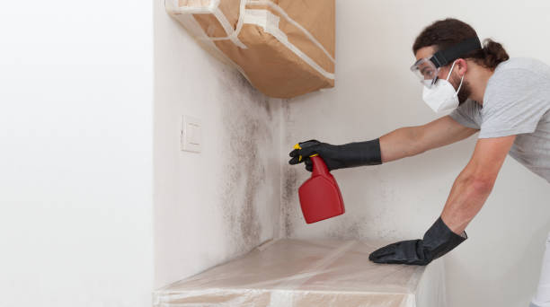 Professional Black Mold Remediation technician working in Dunkirk, MD