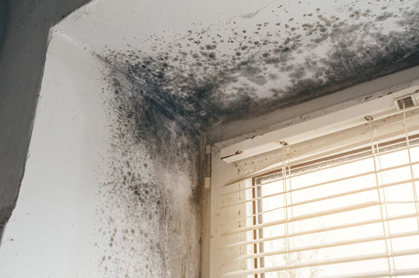 Affordable Black Mold Remediation solutions in Dunkirk, MD